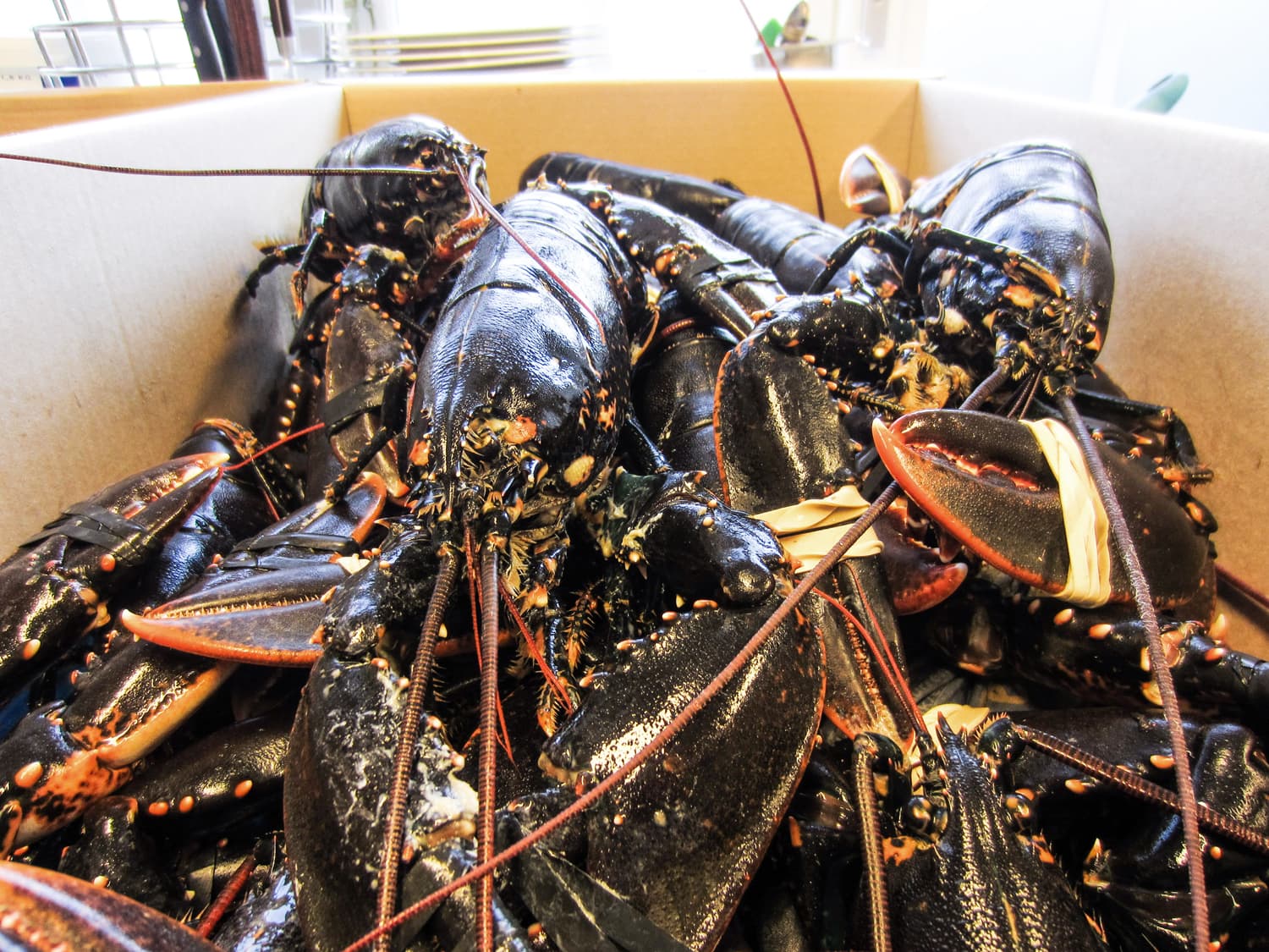 Hummersoppa med hummerröra