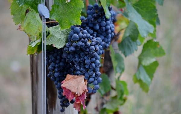 Kungligheter, en tysk, en fransman och en rumän