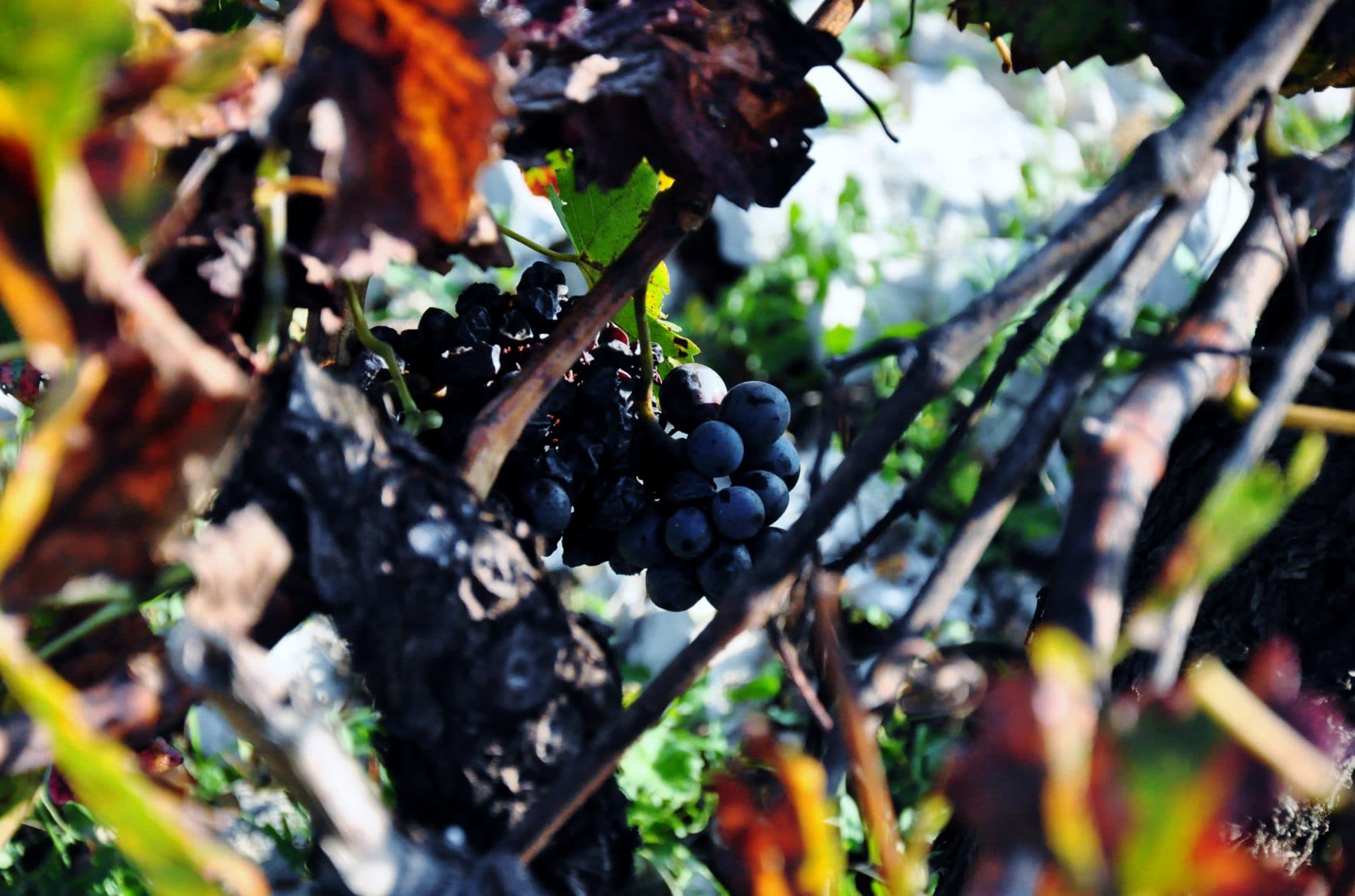 bild på Blå druvsorter