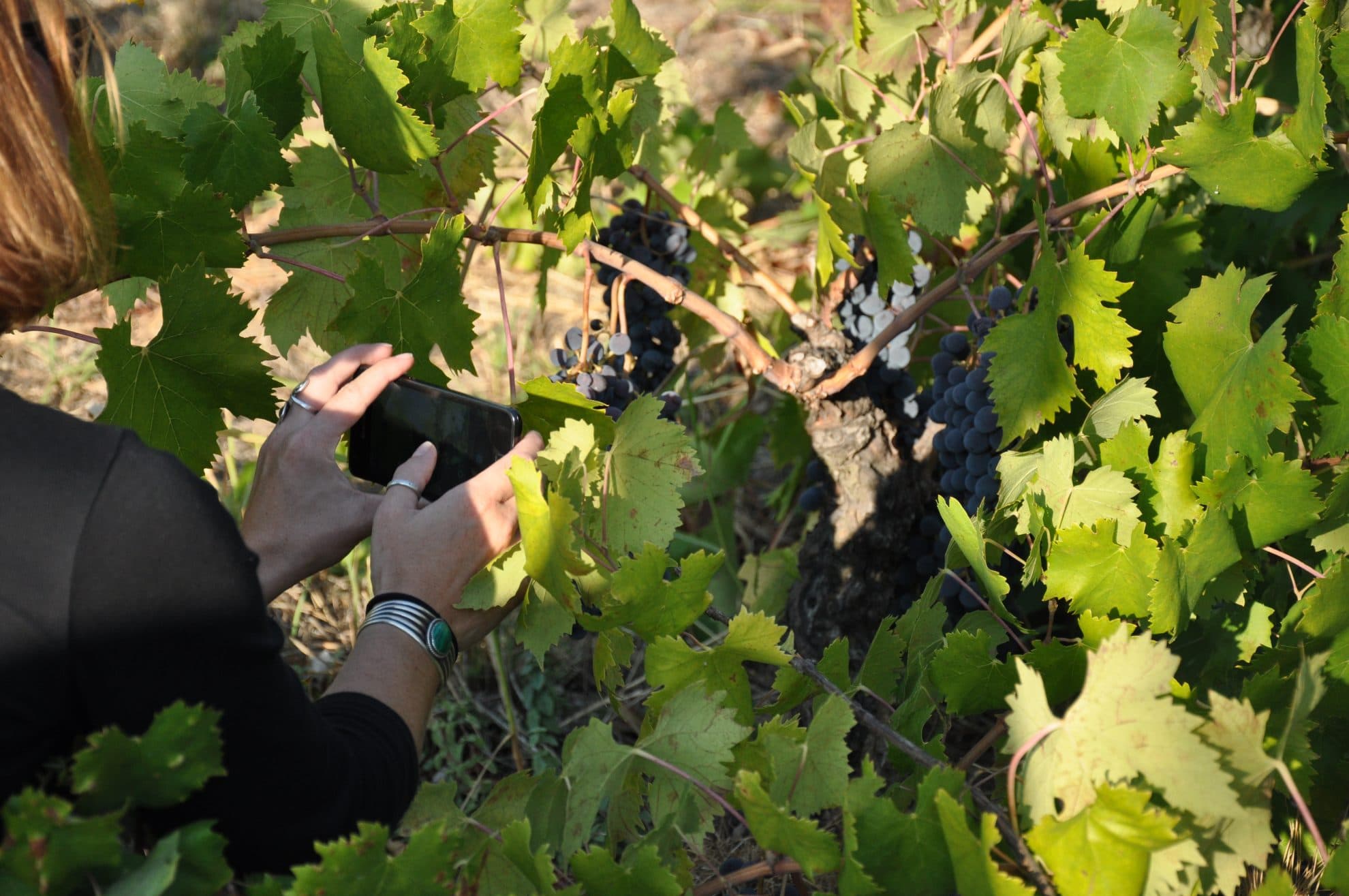 bild på Blå druvsorter