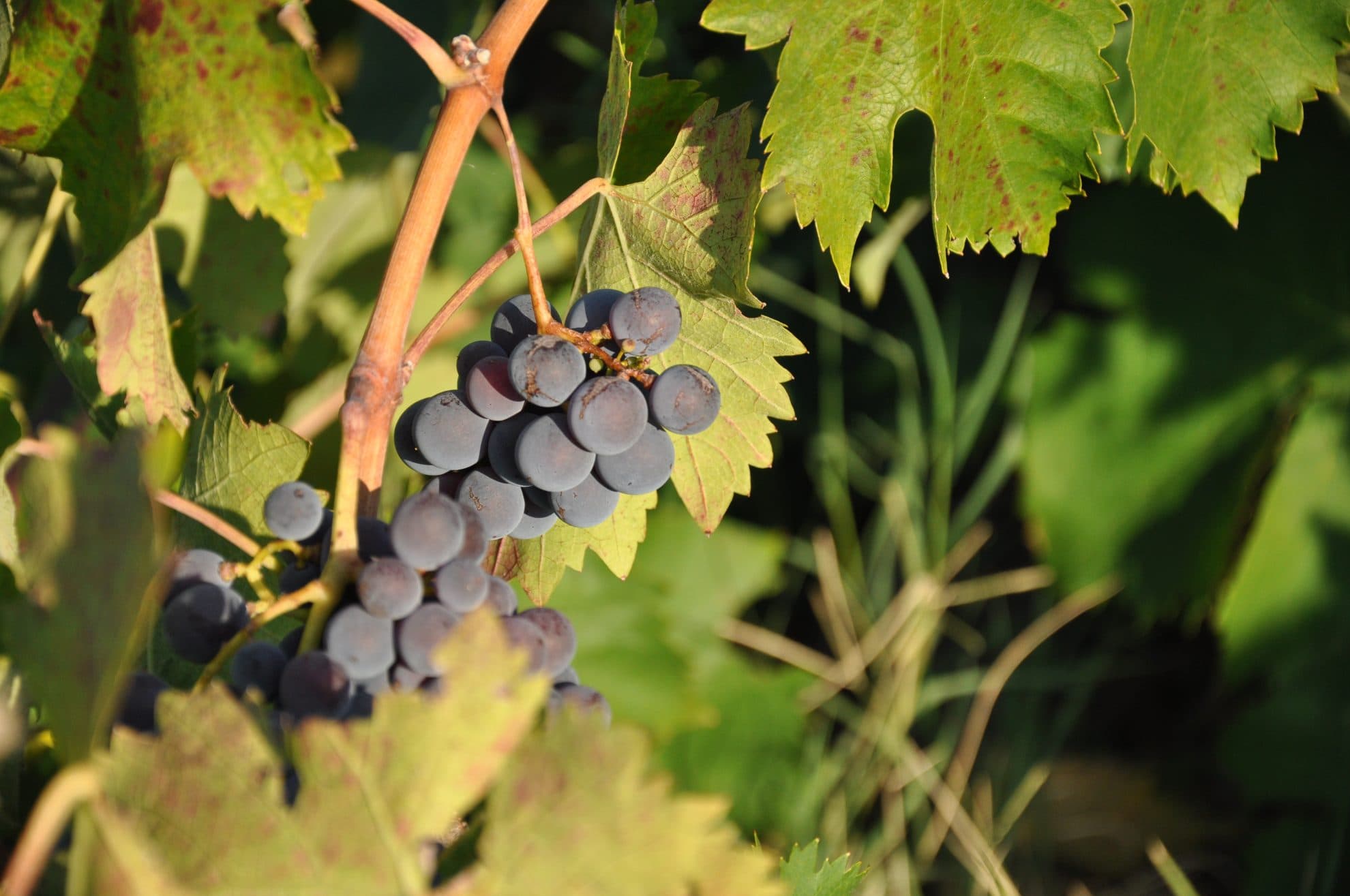 bild på Blå druvsorter