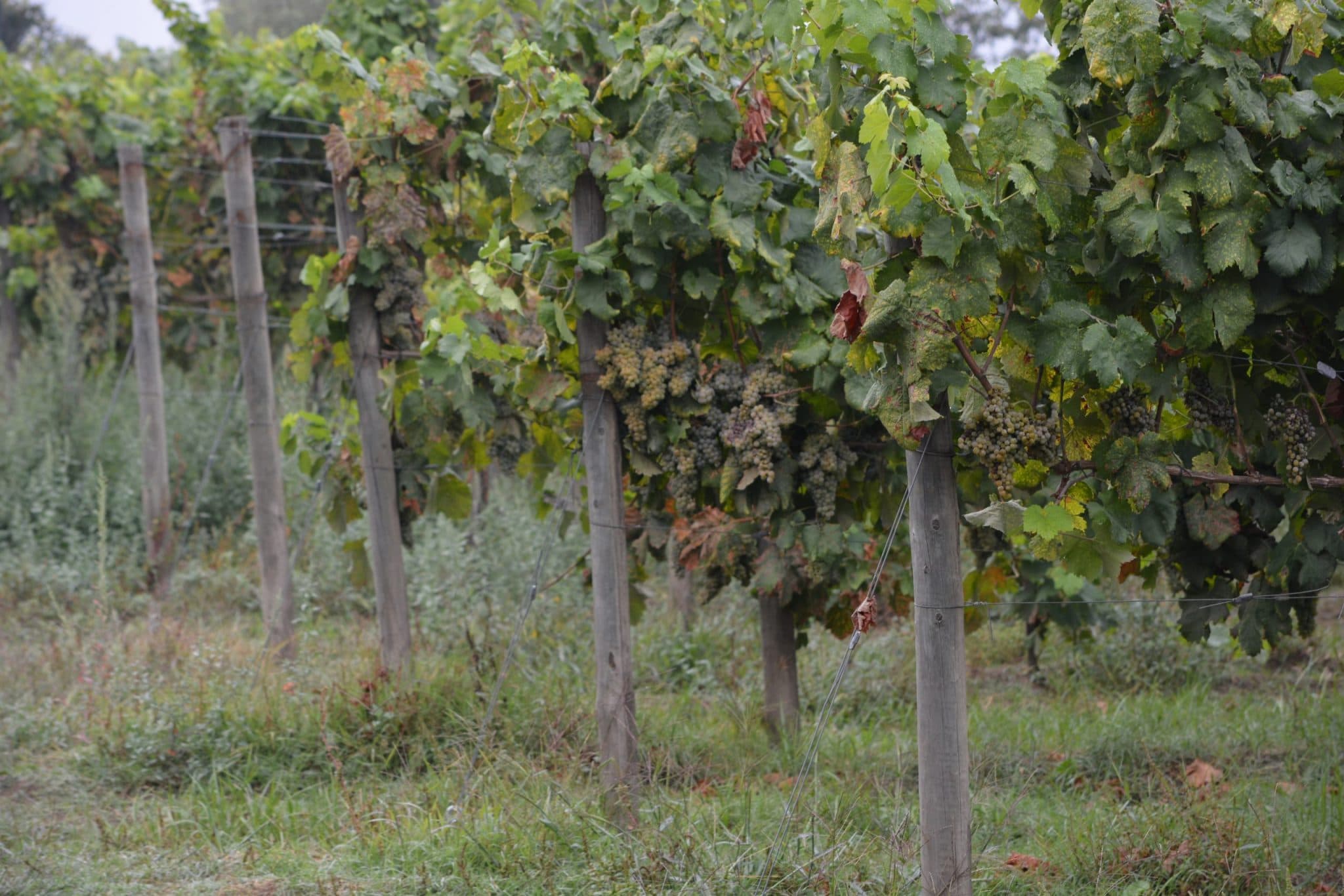 bild på Gröna druvsorter