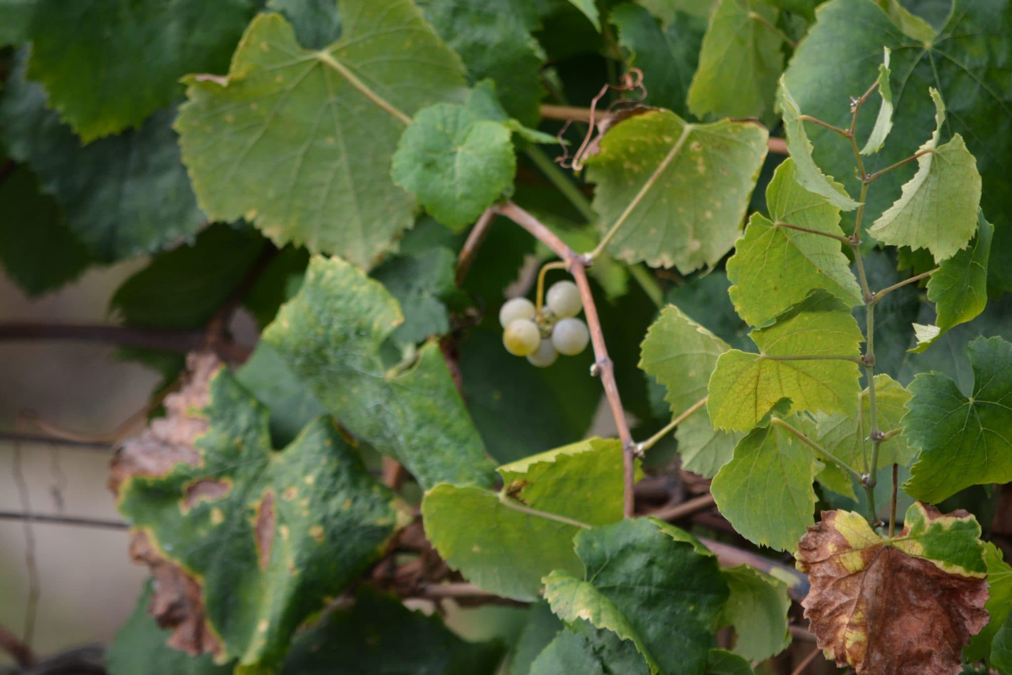 bild på Gröna druvsorter