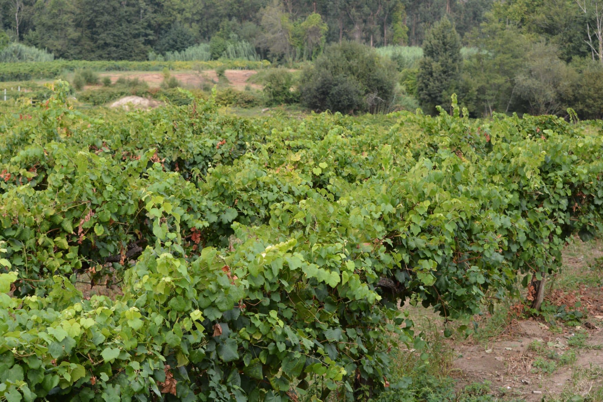 bild på Gröna druvsorter