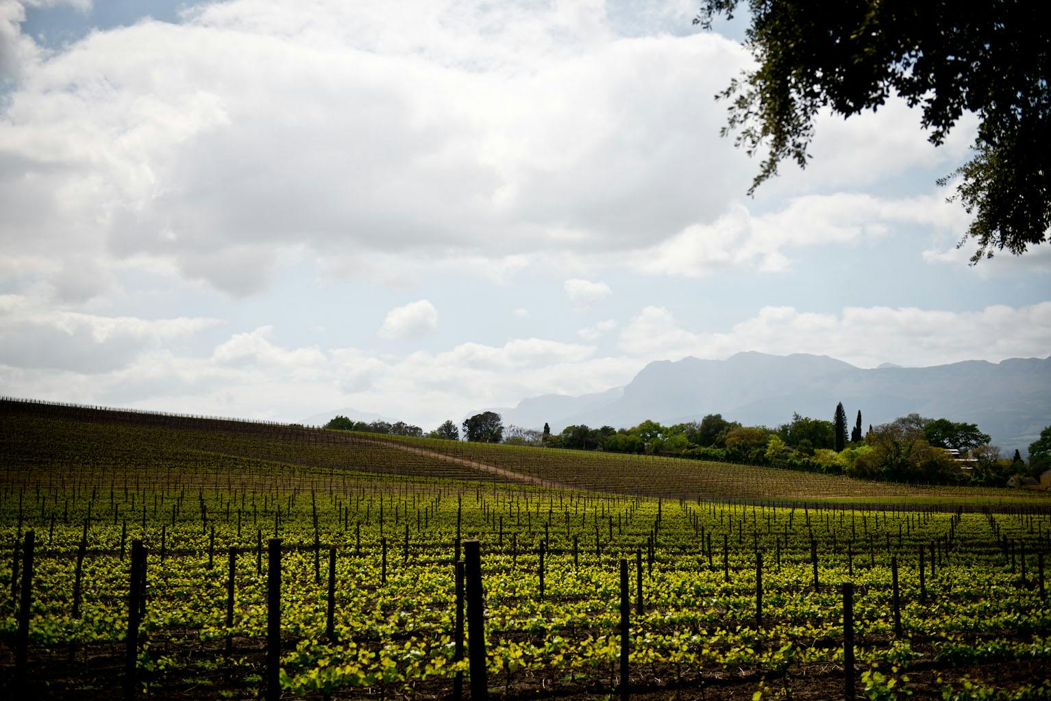 bild på South Africa Cape Wine 2012 selected photos