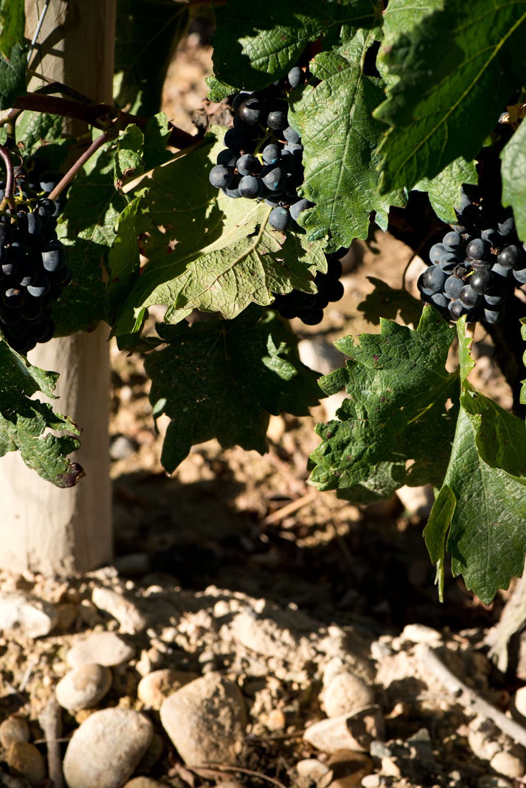 Toppviner från Portugal