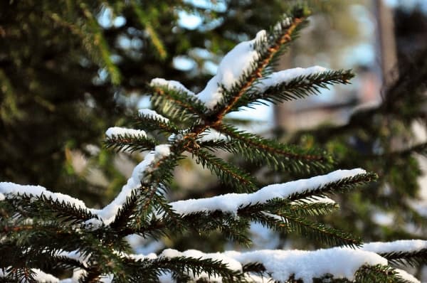 Julklappar – Beställ dina viner