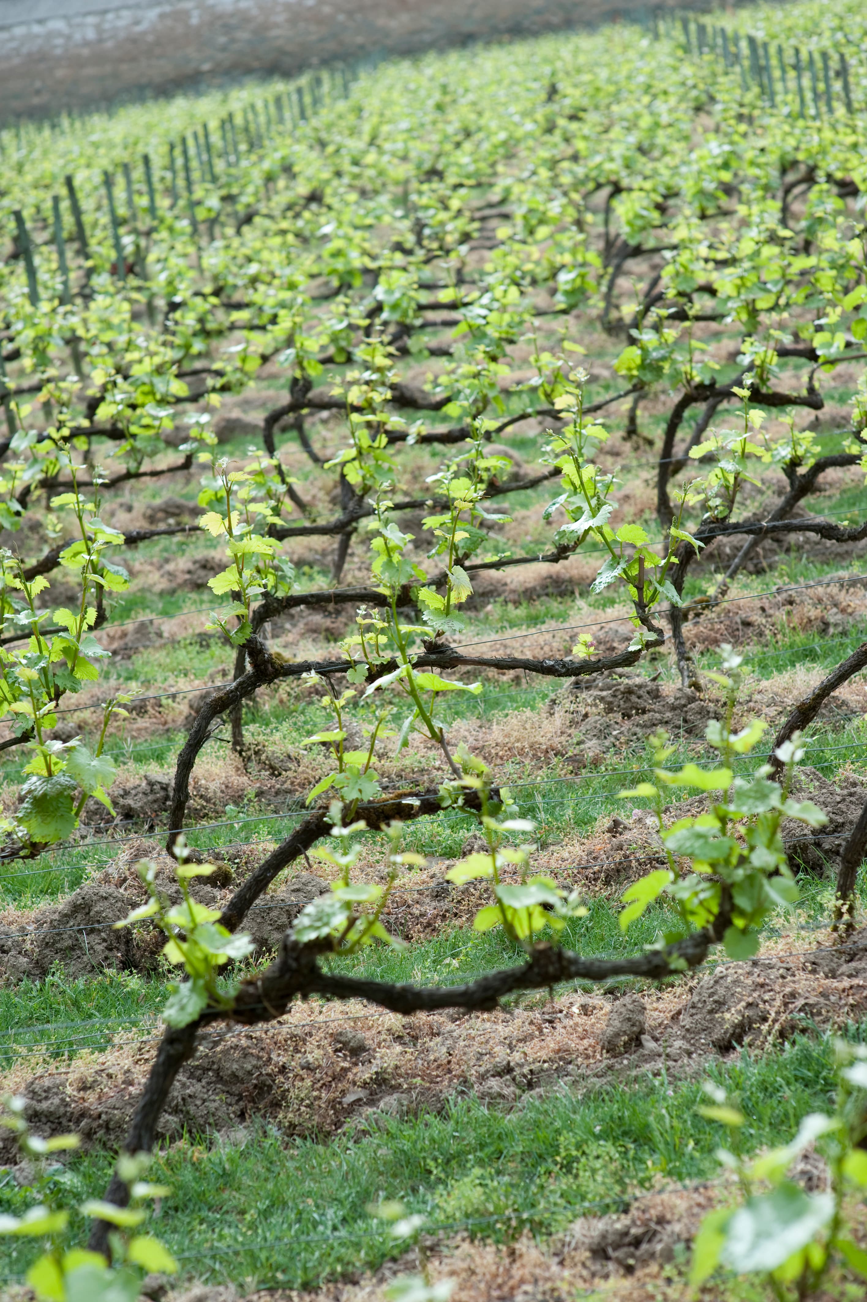 Piemonte – beställ din barbera