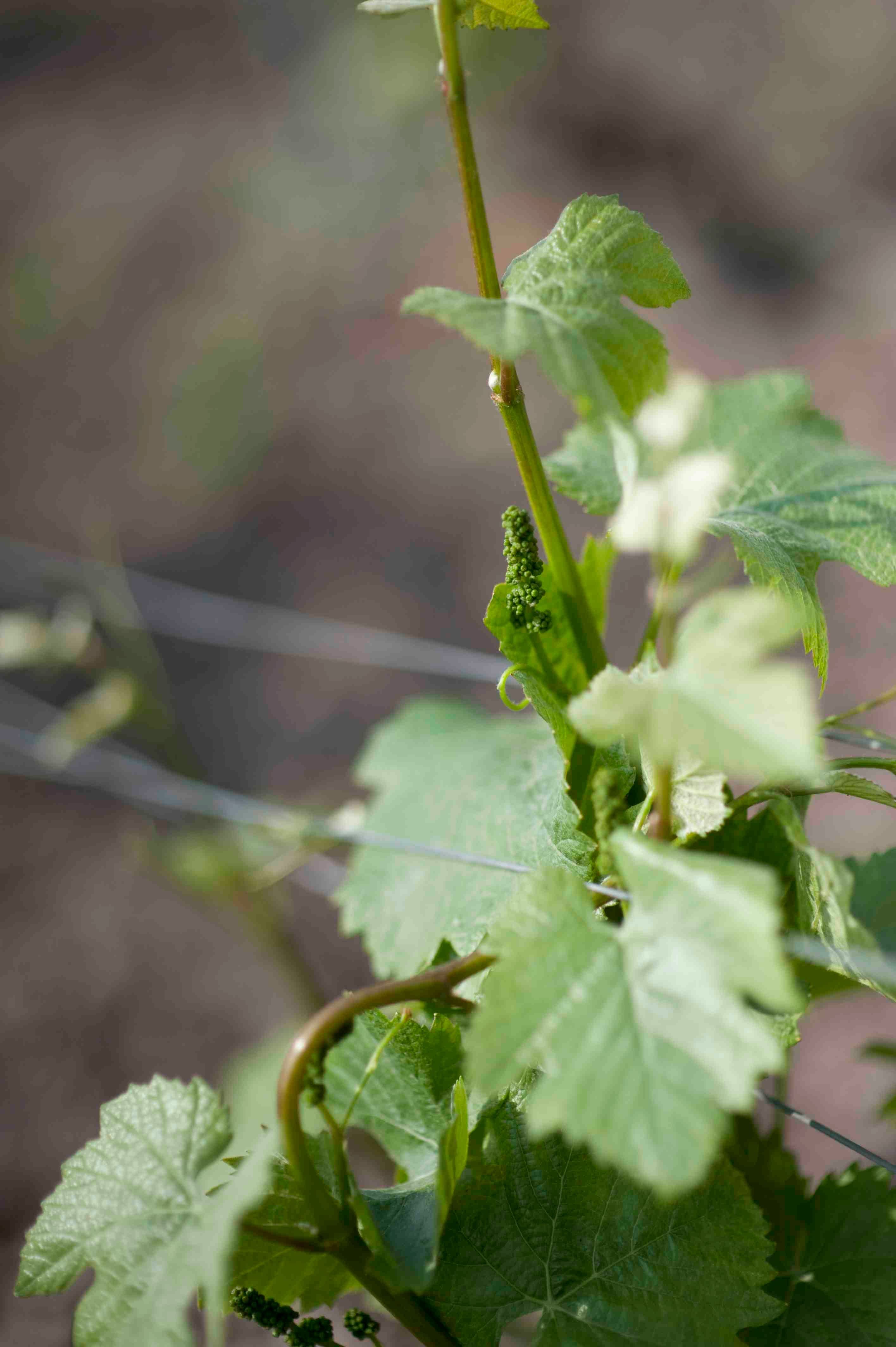 Chile kombinerar hållbarhet med bra priser