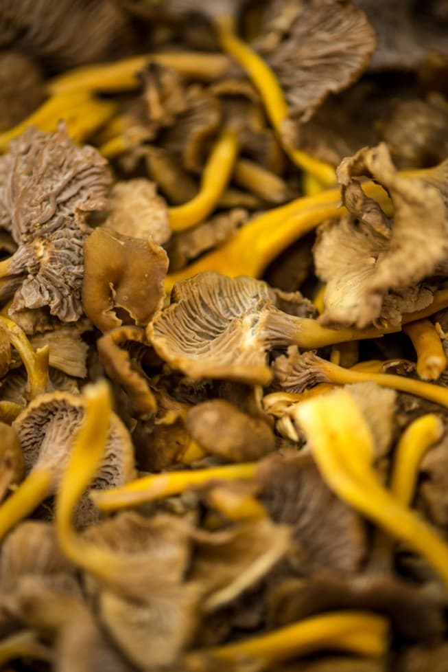 Till hösten – Fem röda viner att beställa