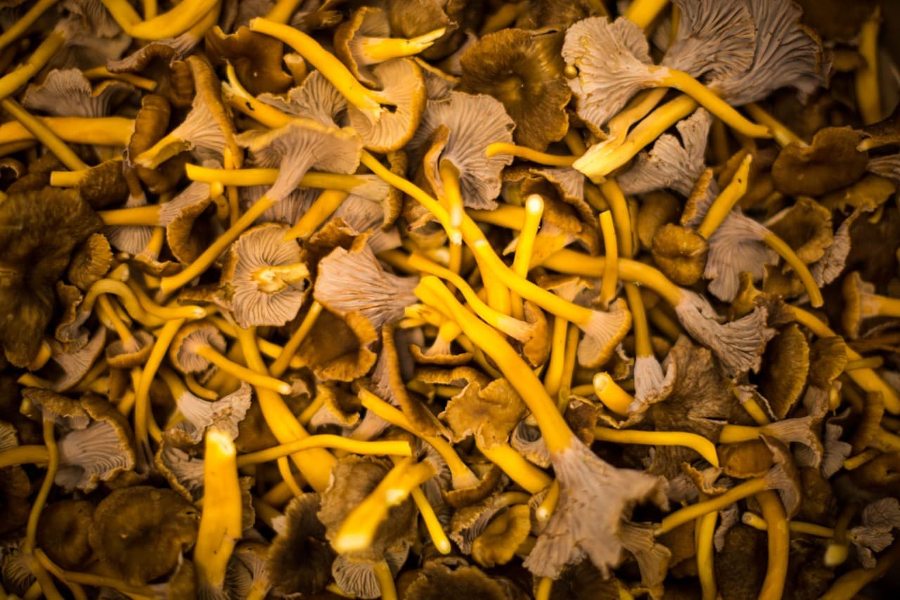 Mogen Rioja till höstmaten