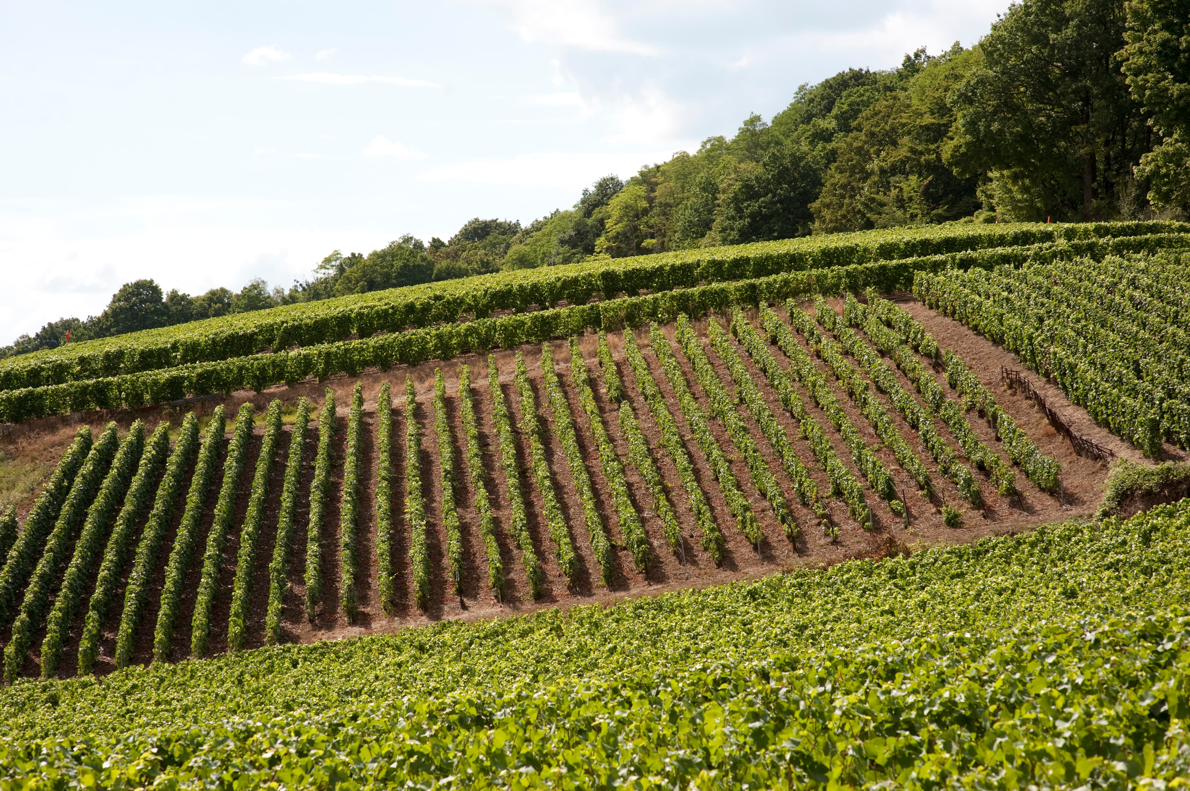Vad har durif/petite sirah gemensamt med syrah?