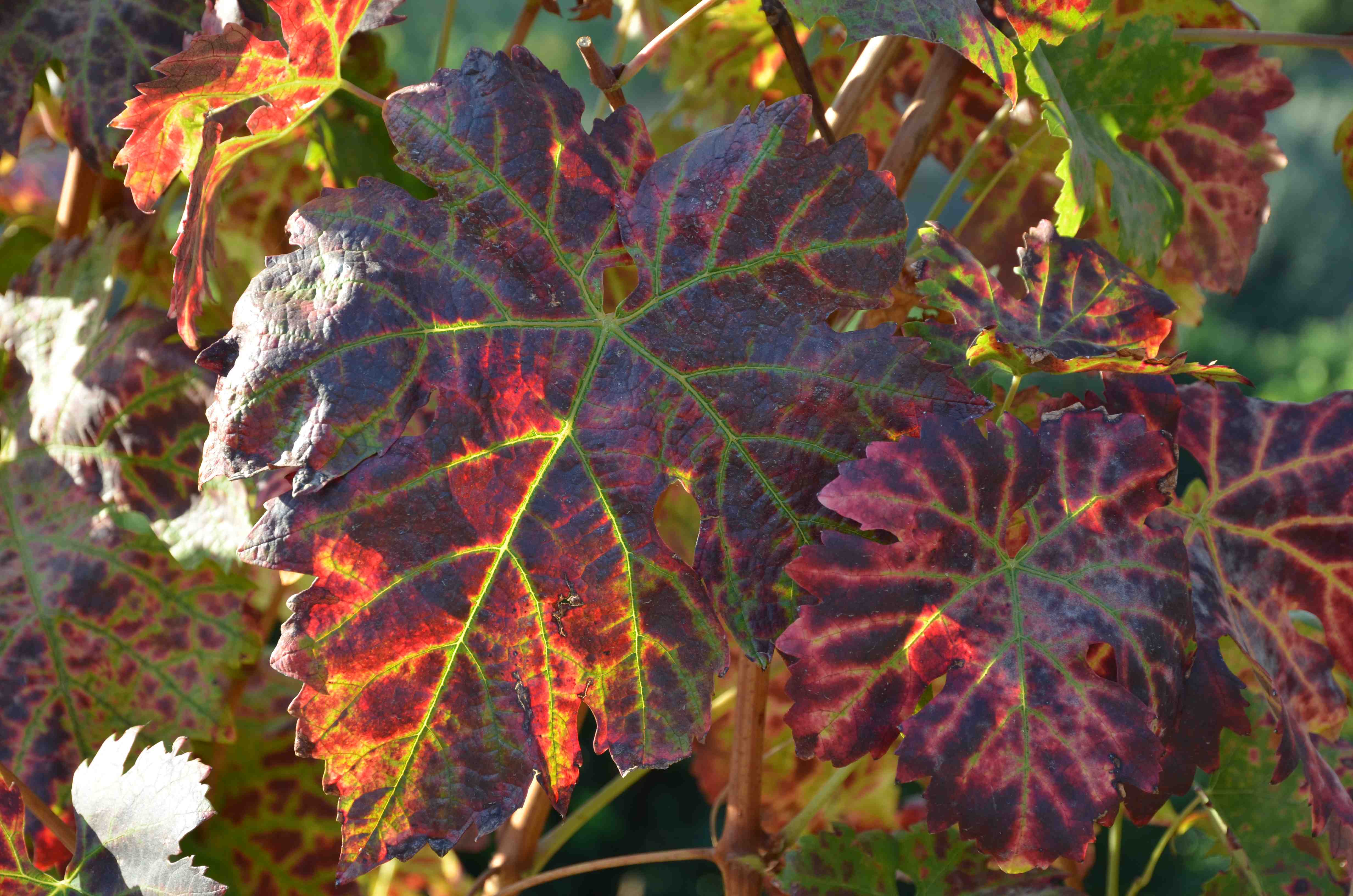 Svala och stora viner från Sandra Tavares