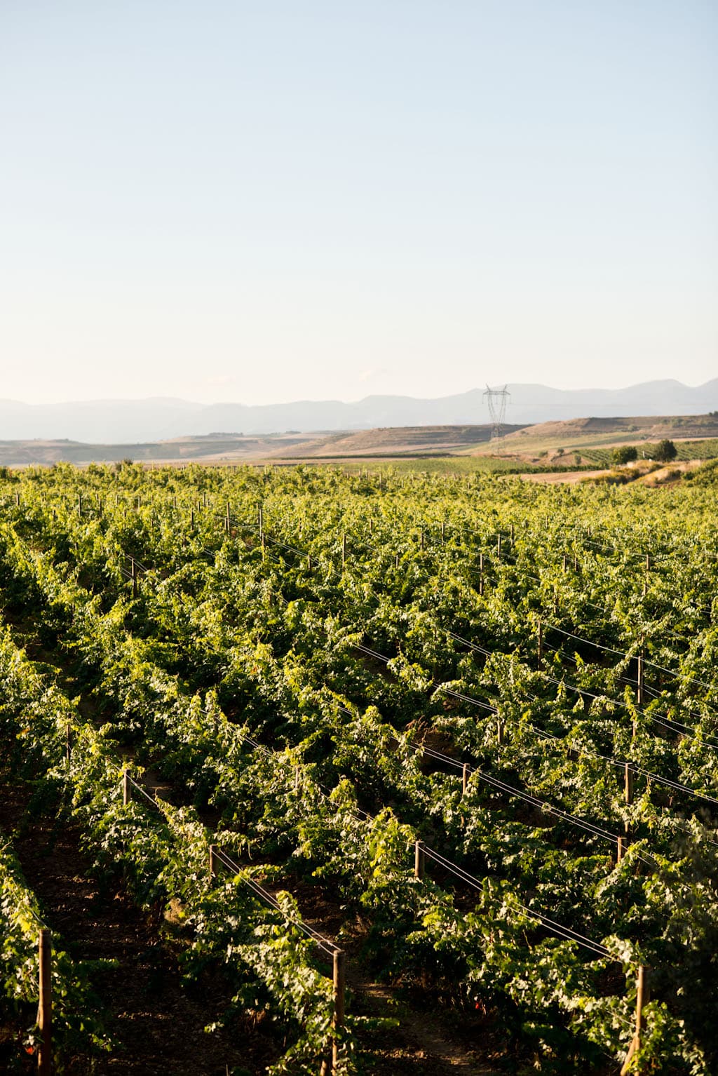 Delas Fréres och syrah – en mästerlig kombo