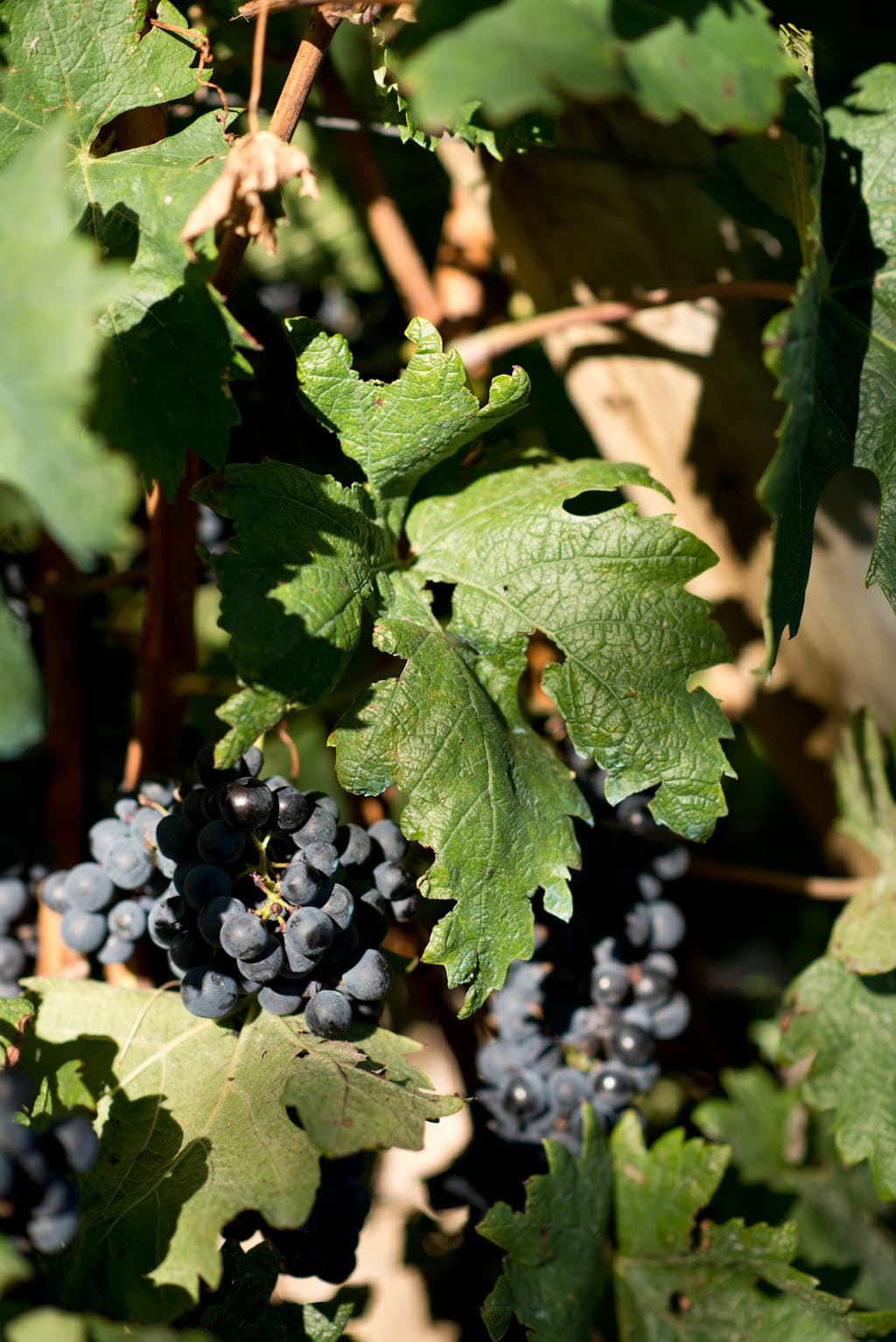 Shiraz/syrah – Australien och Nya Zeeland