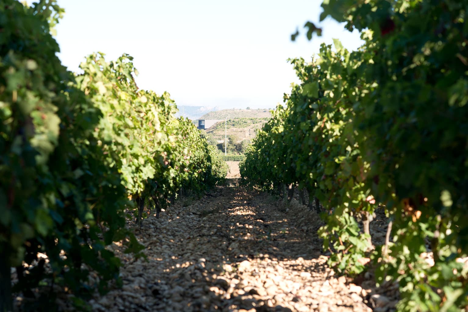 Det våras för zinfandel