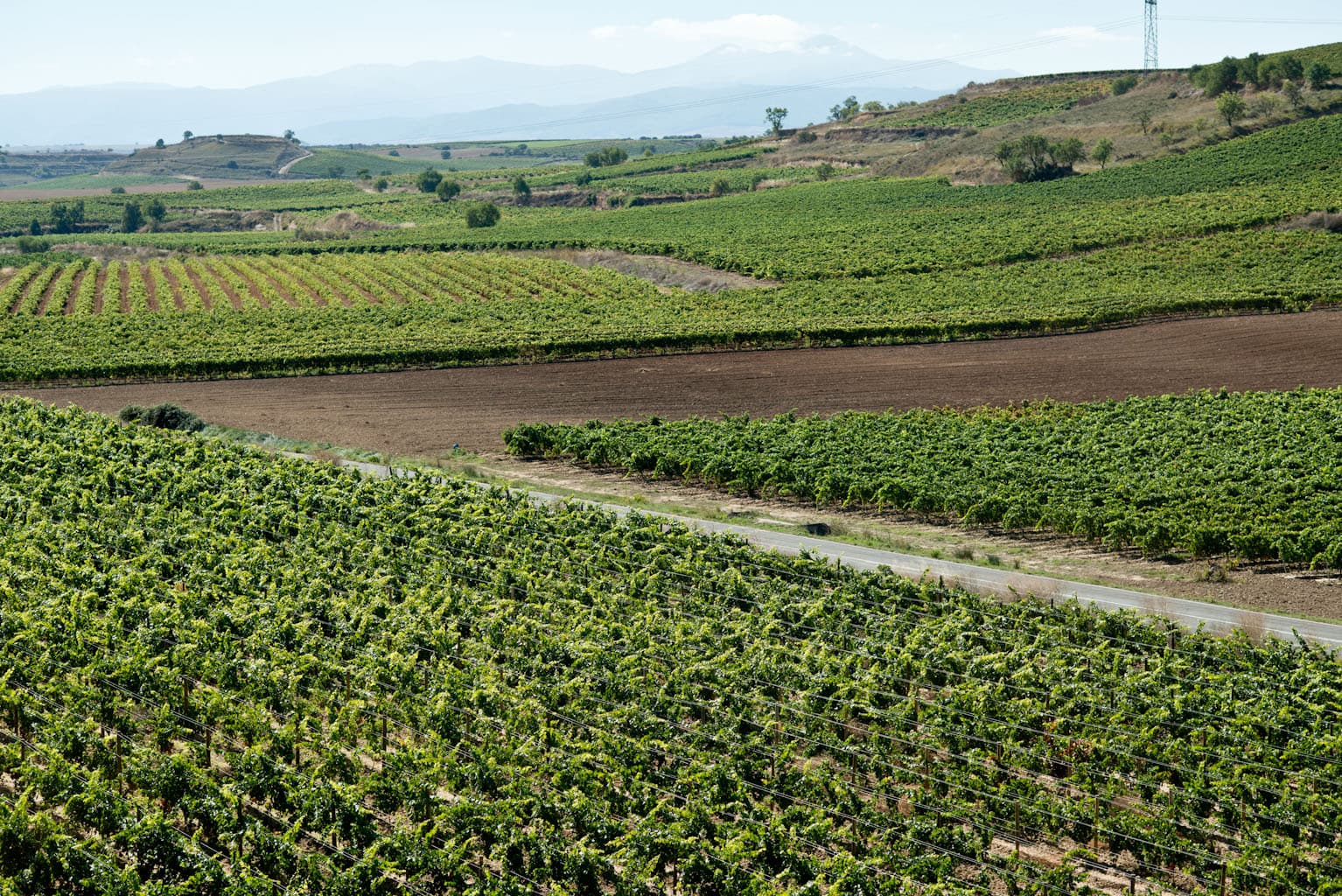 Jorden runt med cabernet sauvignon
