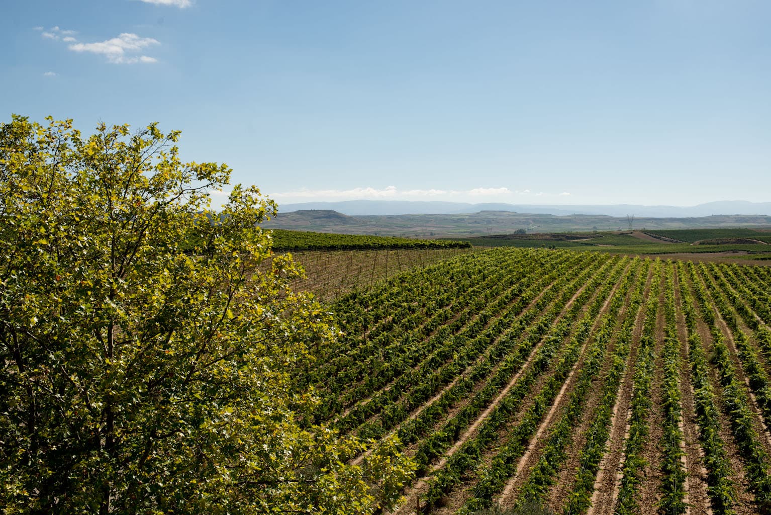 Häng med på en vinresa i Spanien