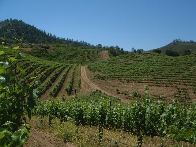 Calera Wine Company briljerar