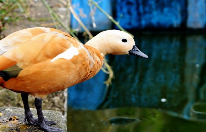 Vilt, fågel och vin