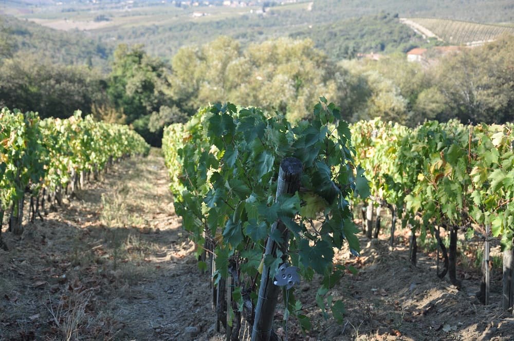 Chianti Classico vs. supertuscaner från Maremma