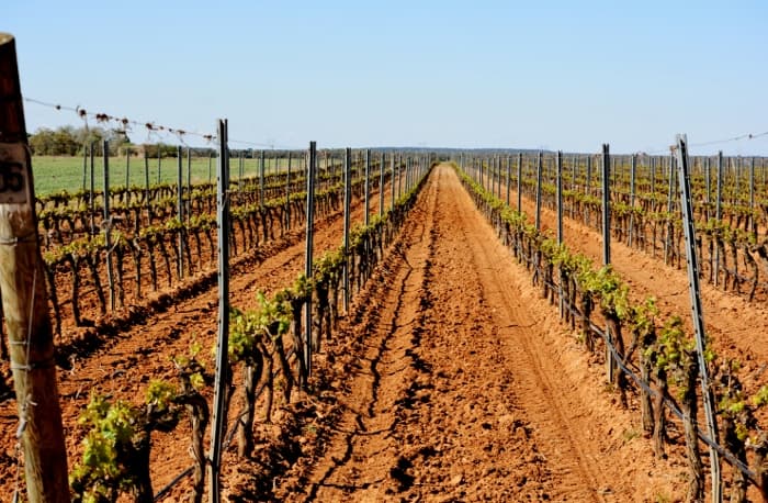 Toro en bångstyrig tjur från Spanien