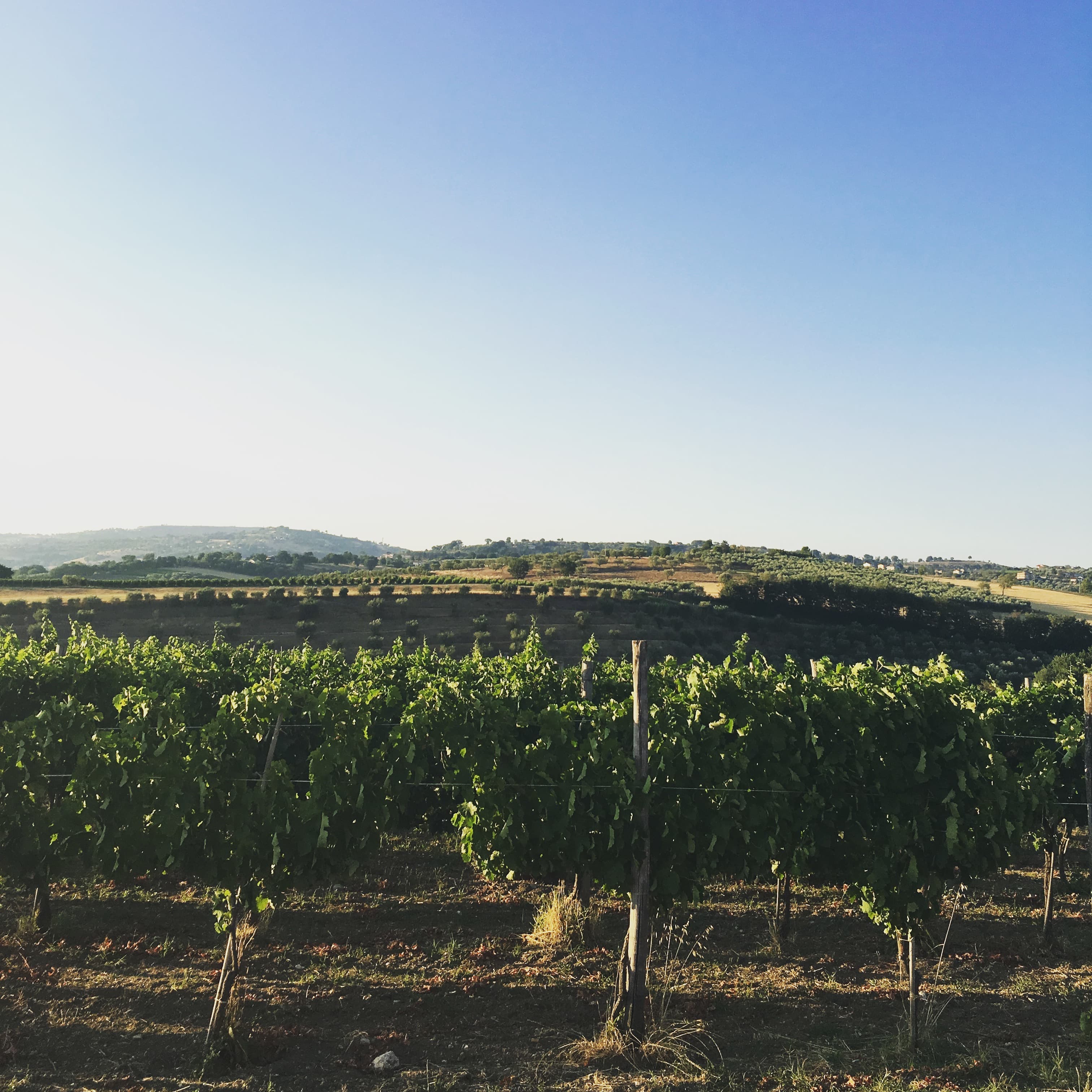 Mastroberardino – mästare på aglianico