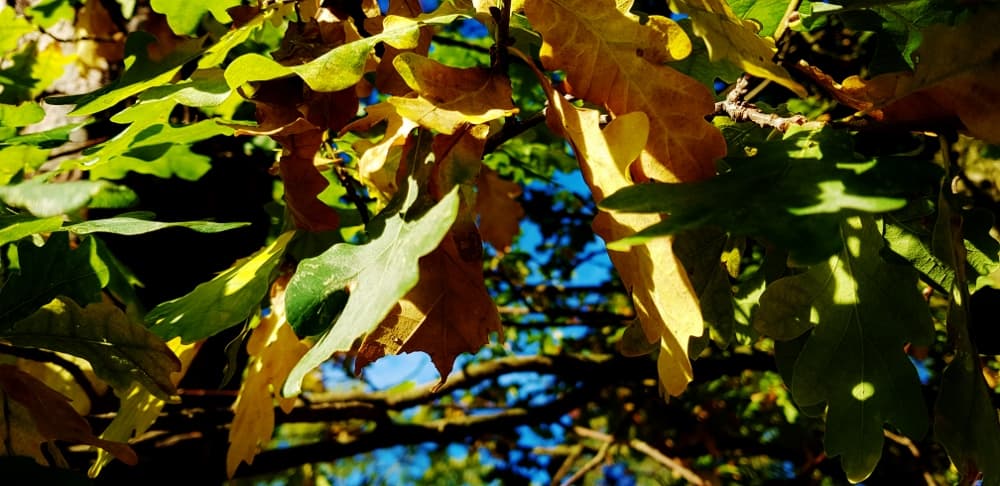 Tre röda höstviner i nya årgångar