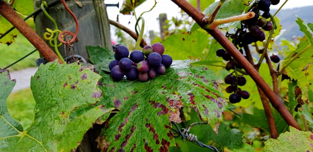 Spätburgunder, det röda Tyskland