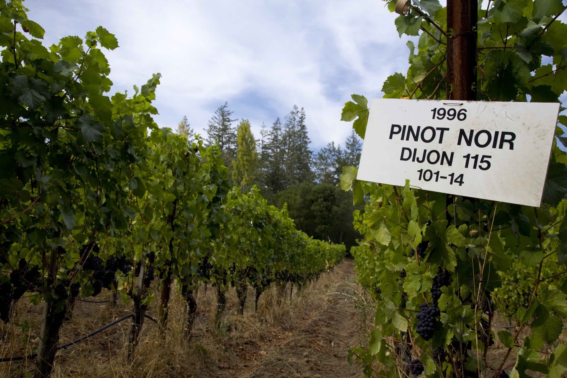 Sofias pinot noir från Kalifornien