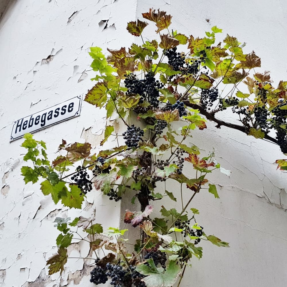 Tre röda höstviner som du kan hitta på ett Systembolag nära dig!