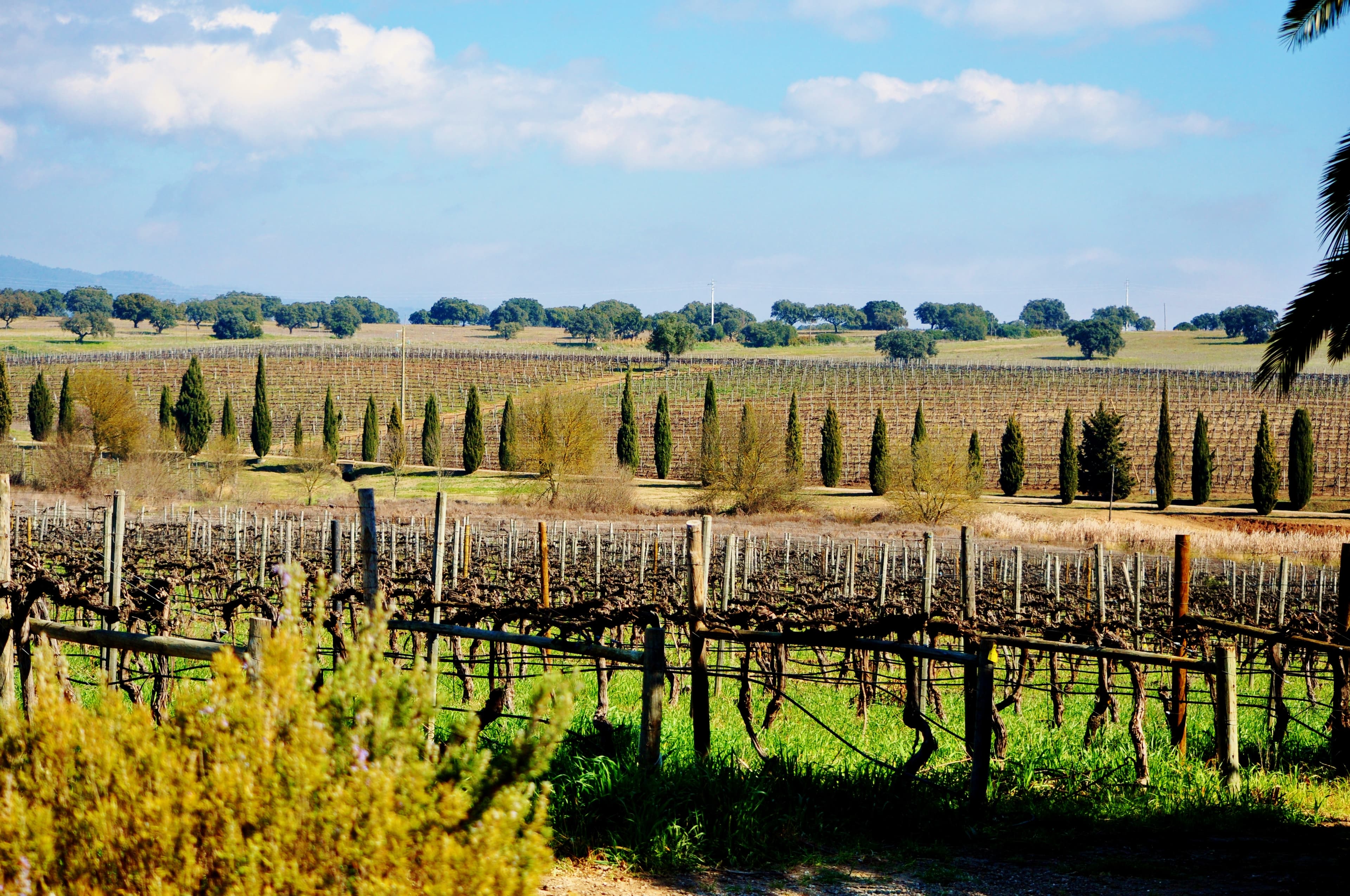 Alentejo Portugals brödkorg