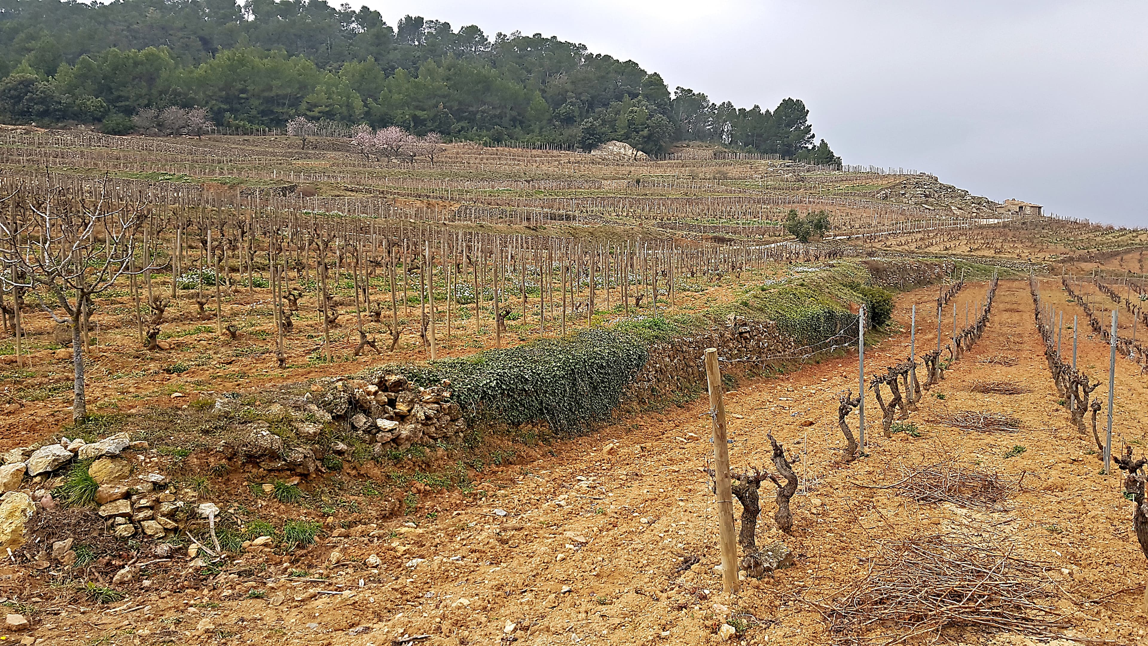 Tarragona, DO Montsant & Conca de Barberà